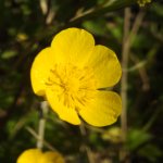 Ranunculus repens