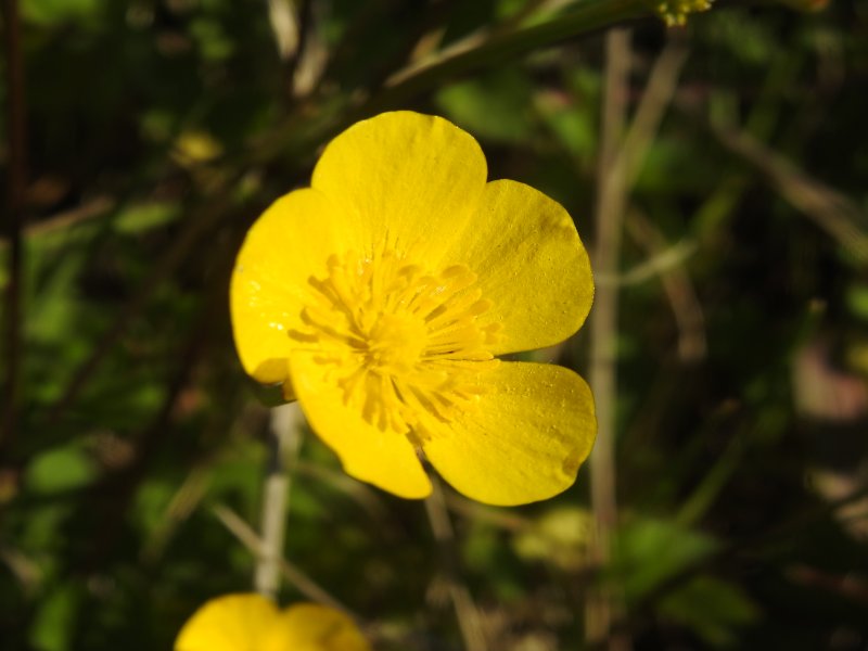 Ranunculus repens