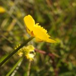 Ranunculus repens