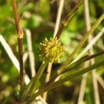 Ranunculus repens