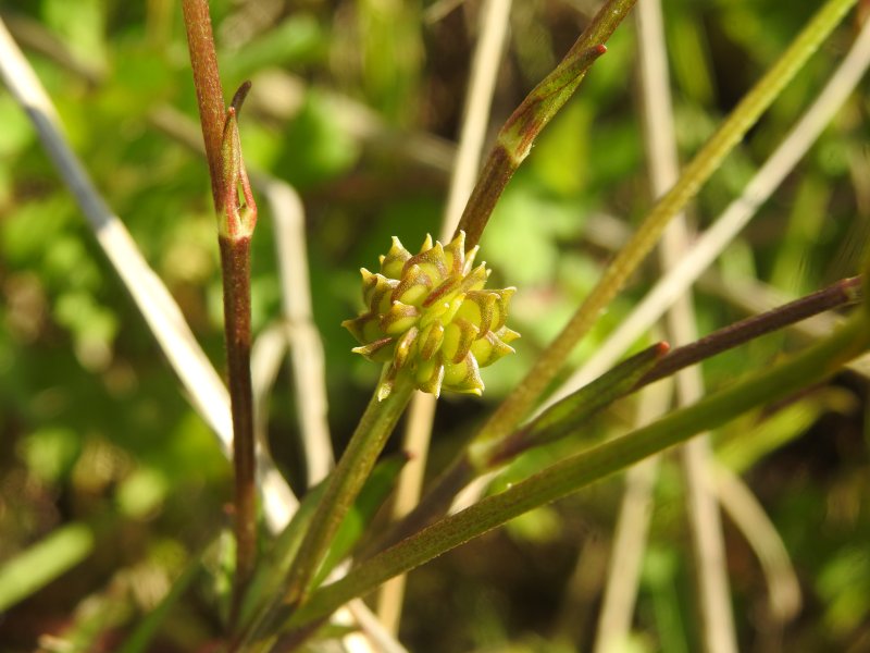 Ranunculus repens