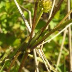 Ranunculus repens