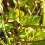 Ranunculus repens