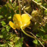 Ranunculus repens