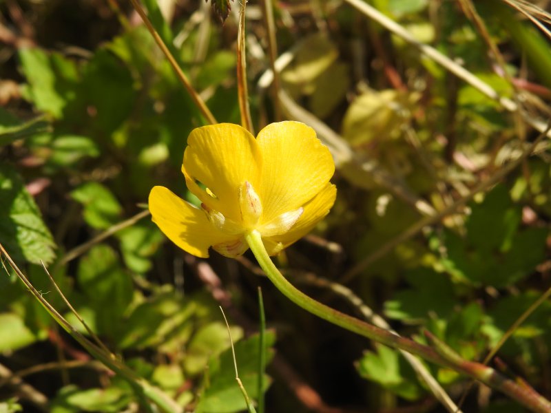 Ranunculus repens
