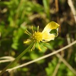 Ranunculus repens