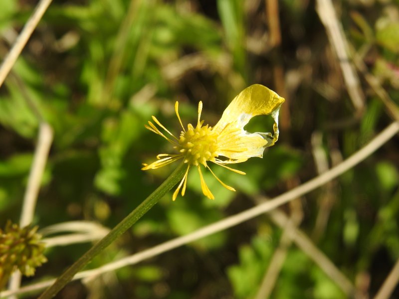Ranunculus repens