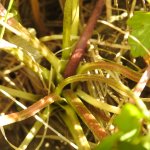 Ranunculus repens