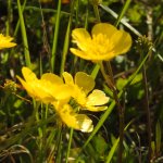 Ranunculus repens