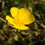 Ranunculus repens