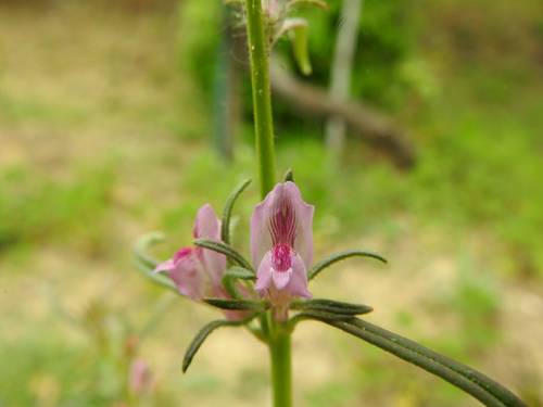 Misopates orontium