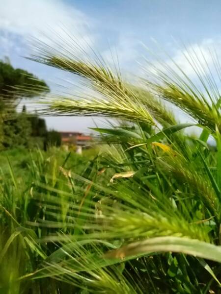Hordeum murinum