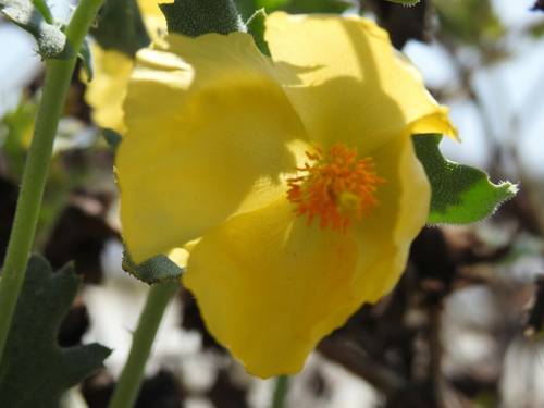 Glaucium flavum