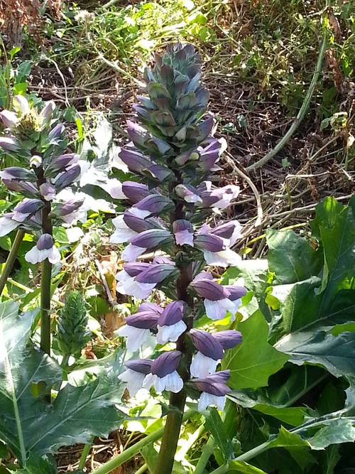 Acanthus mollis