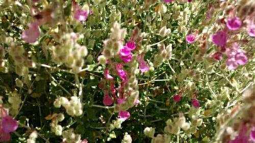 Teucrium marum
