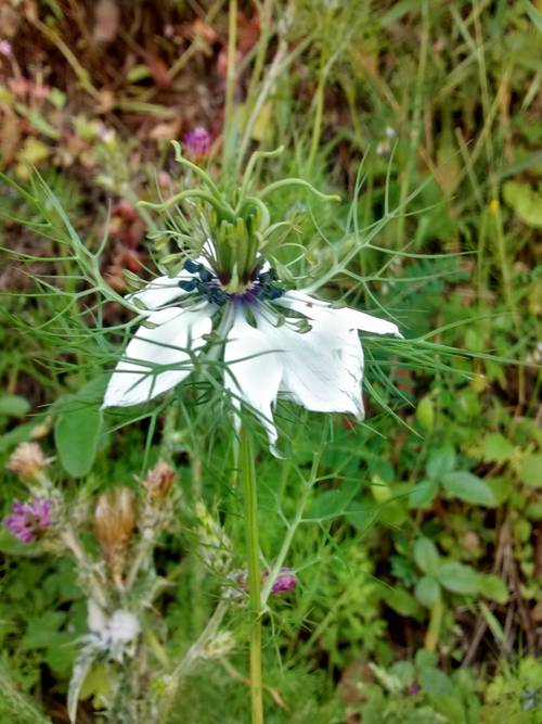 Nigella damascena