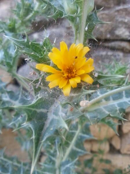 Scolymus hispanicus