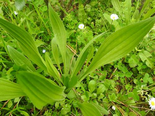 Plantago lanceolata