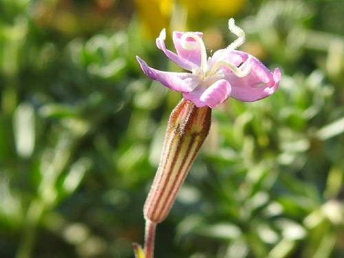Silene colorata