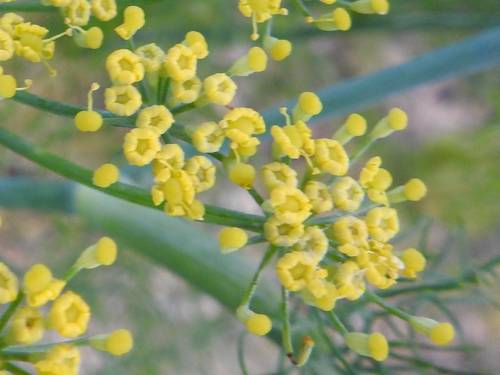 pianta commestibile · a fiori gialli · Foeniculum vulgare