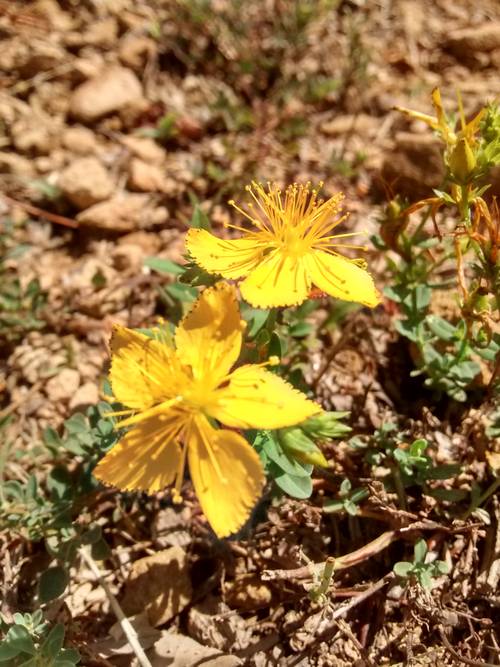 Hypericum perforatum