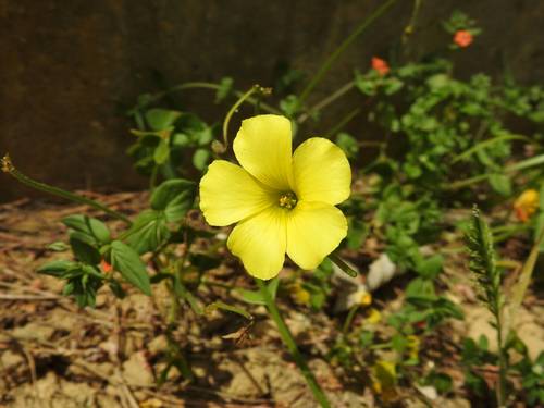 Oxalis pes-caprae