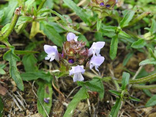 Prunella vulgaris
