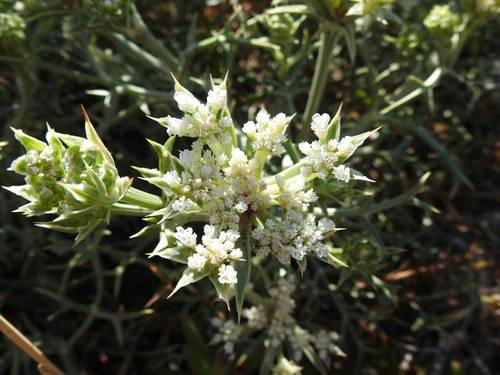 Echinophora spinosa