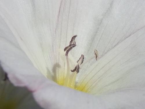 Convolvulus arvensis