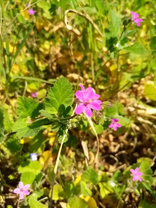 Erodium malacoides