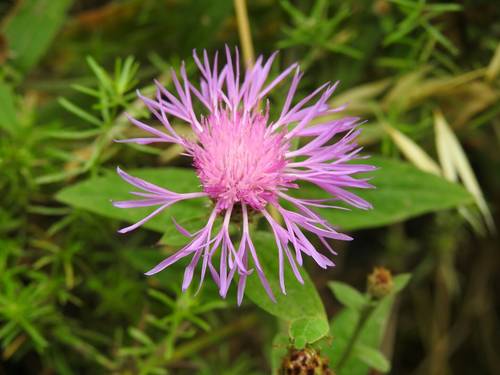 Centaurea jacea