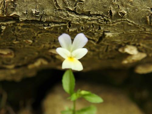 Viola tricolor