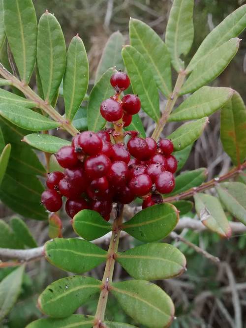 Pistacia lentiscus