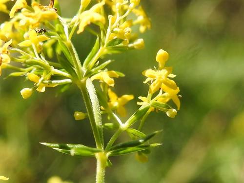 Galium verum