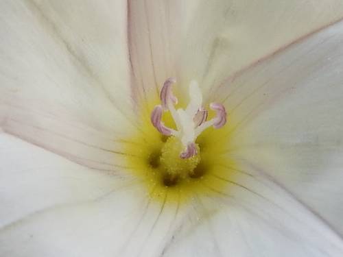 Calystegia sepium