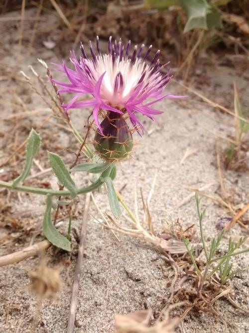Centaurea calcitrapa