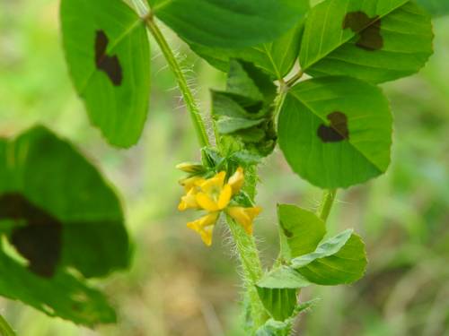 Medicago arabica