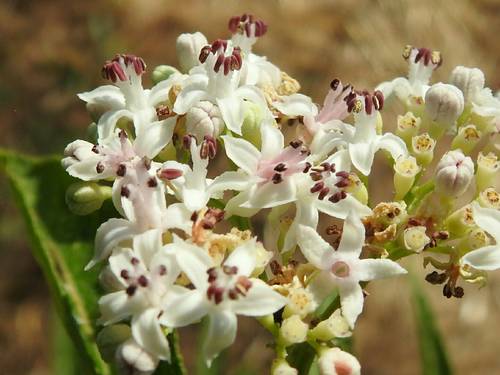 Sambucus ebulus