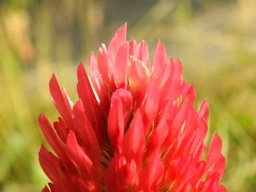 Trifolium incarnatum