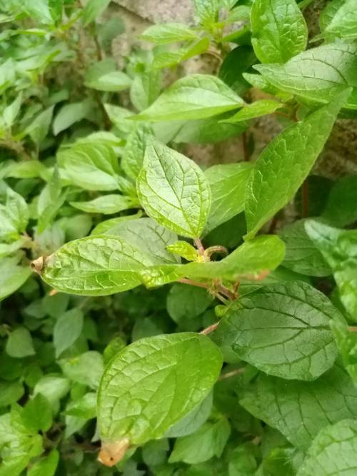 Parietaria officinalis