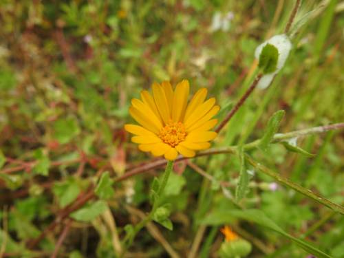 Calendula arvensis