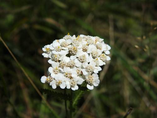 Achillea millefolium