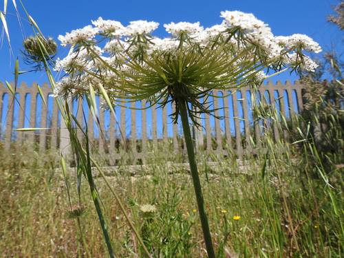 genere-daucus