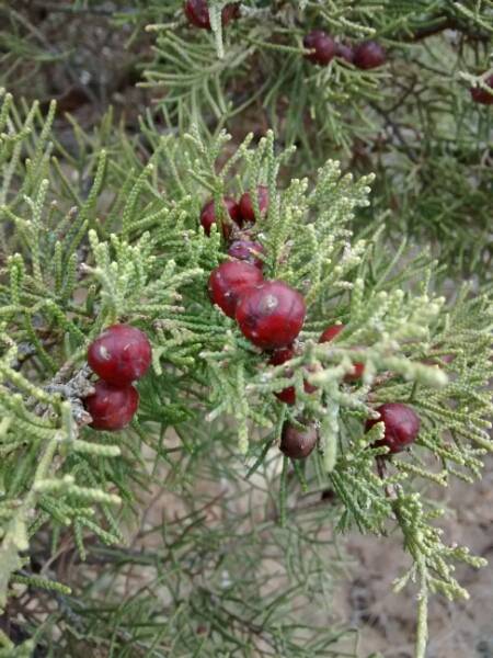 Juniperus phoenicea