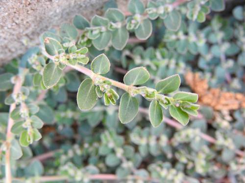 Euphorbia prostrata