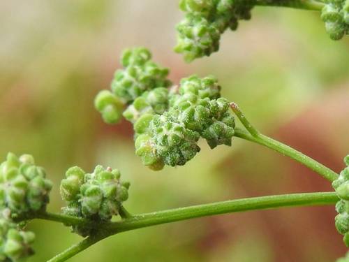 Chenopodium album