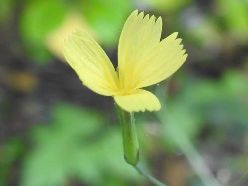 a fiori gialli · Lactuca muralis