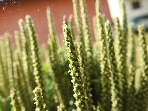 Plantago coronopus