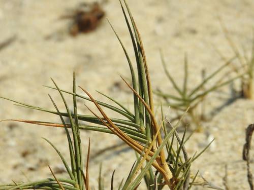 Sporobolus virginicus