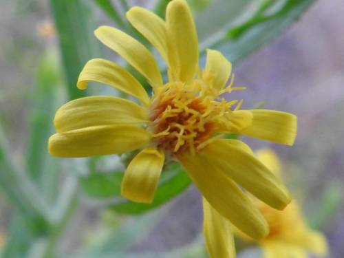 Dittrichia viscosa